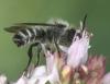Megachile sp.